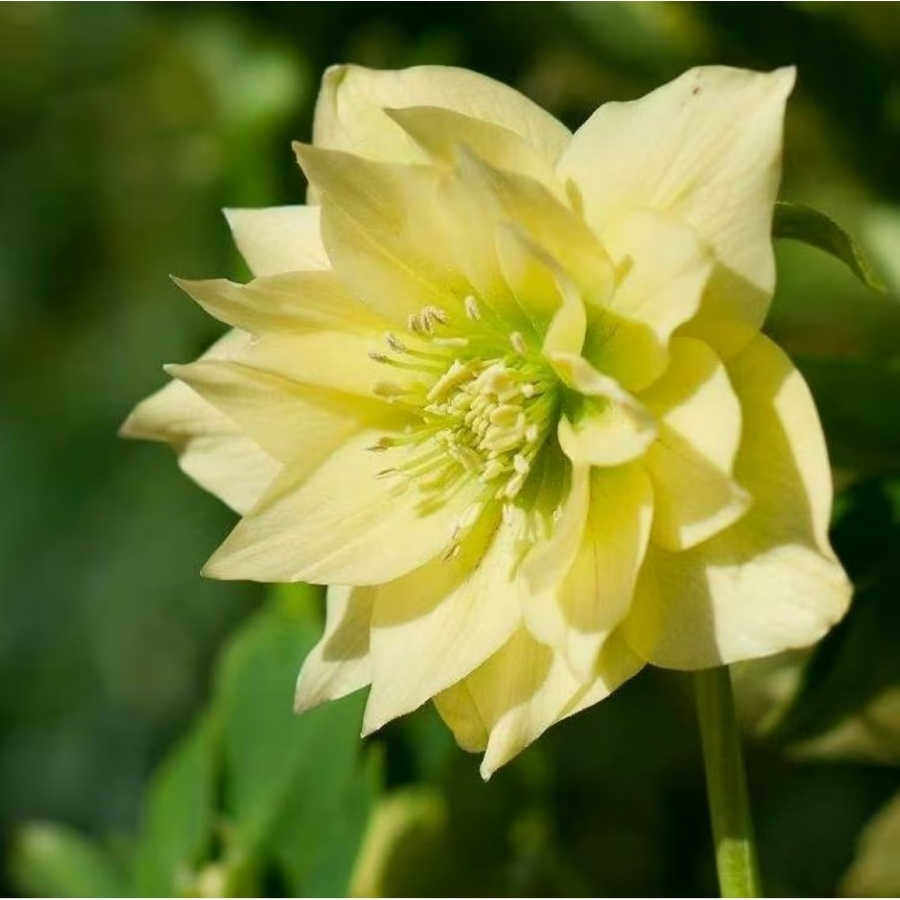 Морозник Дабл Еллоу Морозник Дабл Еллоу - Dolina-Sad.Ru