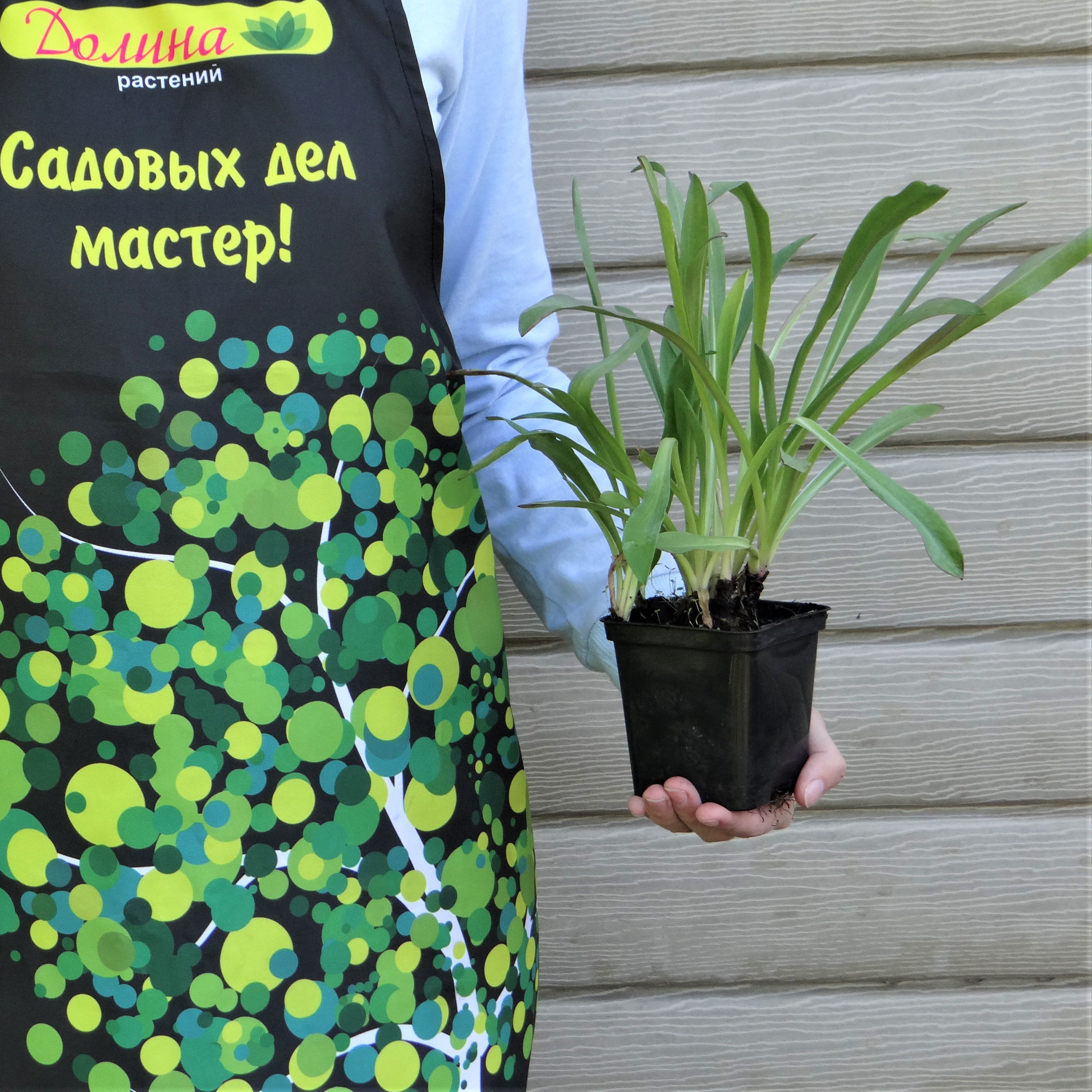 Гелениум Хупа фото