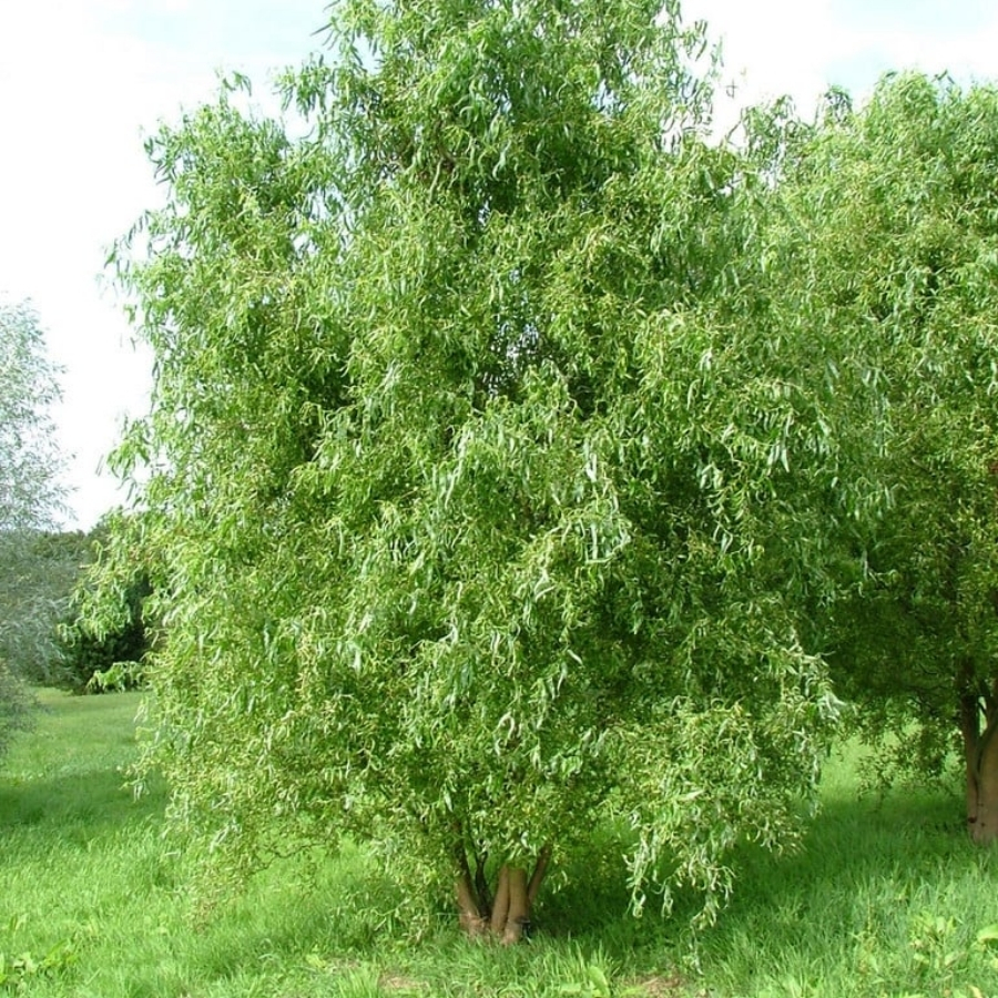 Ива Эритрофлексуоза, С3 - Dolina-Sad.Ru