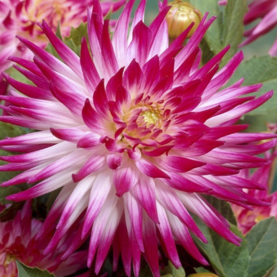 Георгина Датч Эксплоужн Георгина Датч Эксплоужн - Dolina-Sad.Ru