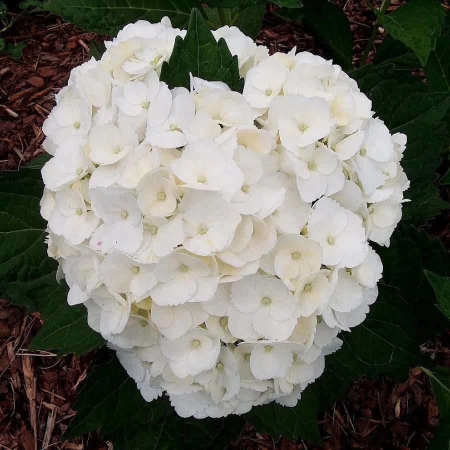 гортензия крупнолистная Мадам Эмиль Мулье, С2 гортензия крупнолистная Мадам Эмиль Мулье, С2 - Dolina-Sad.Ru