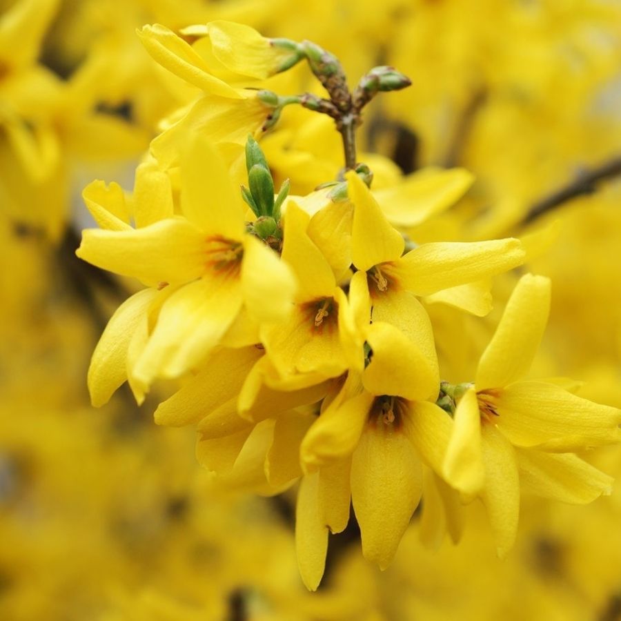 Форзиция промежуточная Гольдцаубер, С3 - Dolina-Sad.Ru