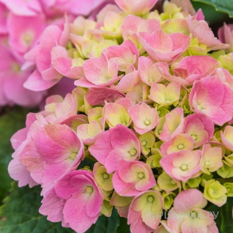 Гортензия крупнолистная Свит Липс, С2 - Dolina-Sad.Ru