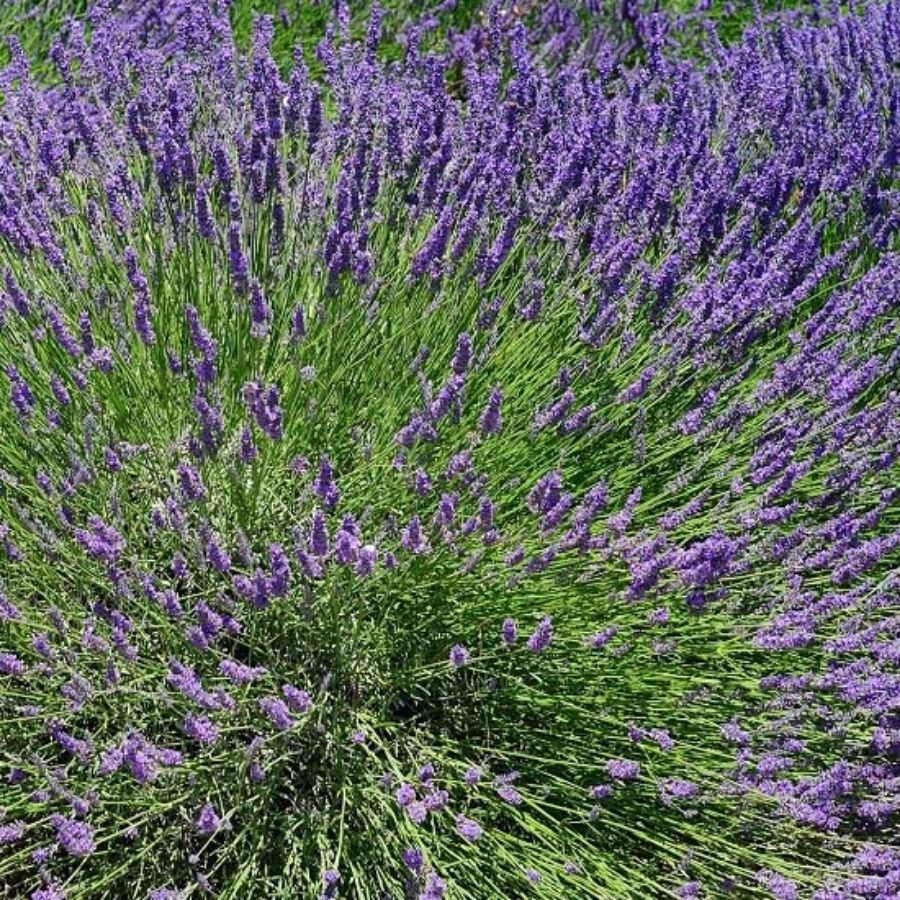 Лаванда, С3 - Dolina-Sad.Ru