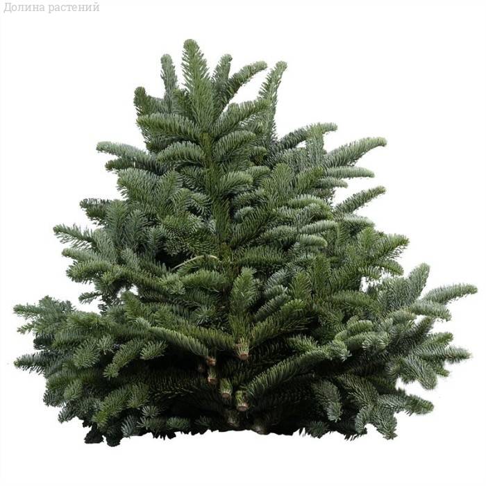 Лапник пихты Нобилиса (1 банч, 5 кг, 10-13 веток 55-70 см) - Dolina-Sad.Ru
