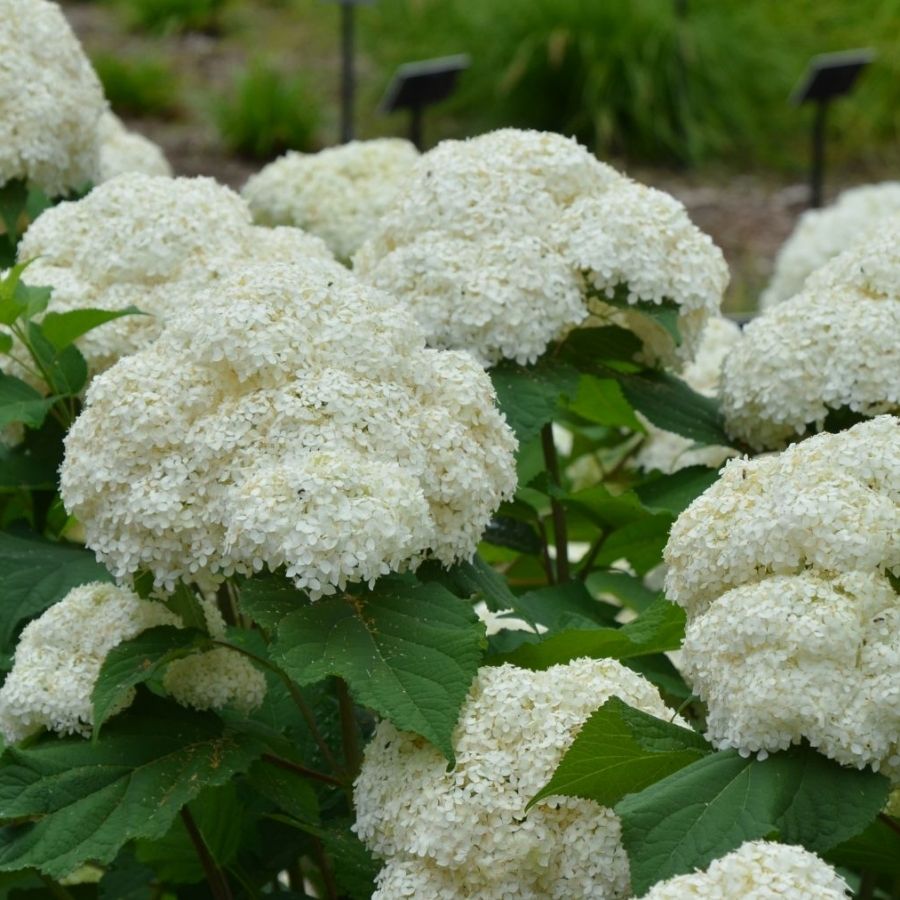 Гортензия древовидная Баунти, С2 - Dolina-Sad.Ru