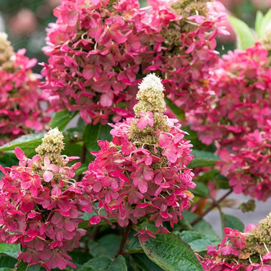 Гортензия метельчатая Мэджикал Везувио, С3 - Dolina-Sad.Ru