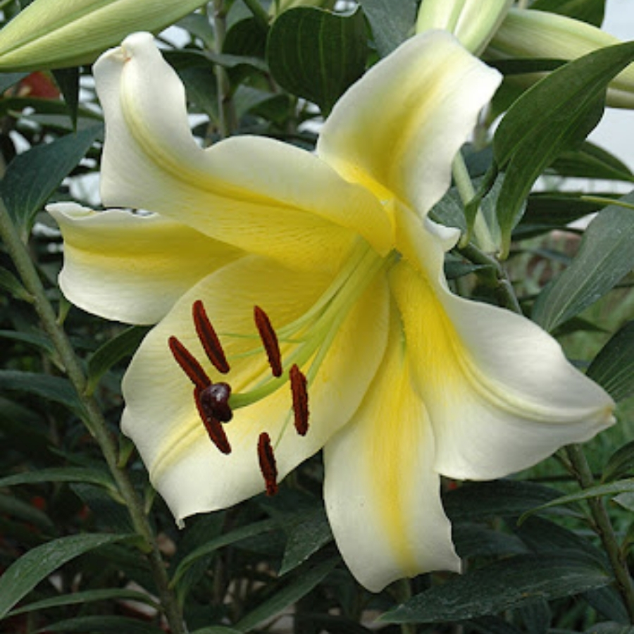 Лилия Конка д’Ор Лилия Конка д’Ор - Dolina-Sad.Ru