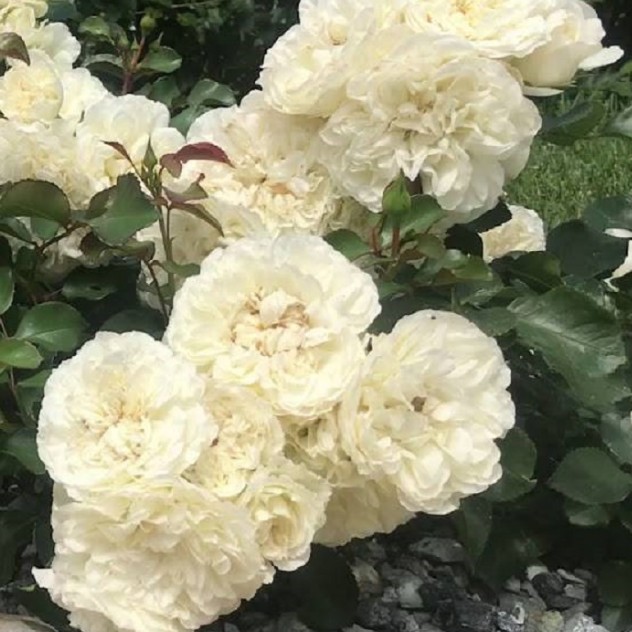 Роза Космос в горшке - Dolina-Sad.Ru