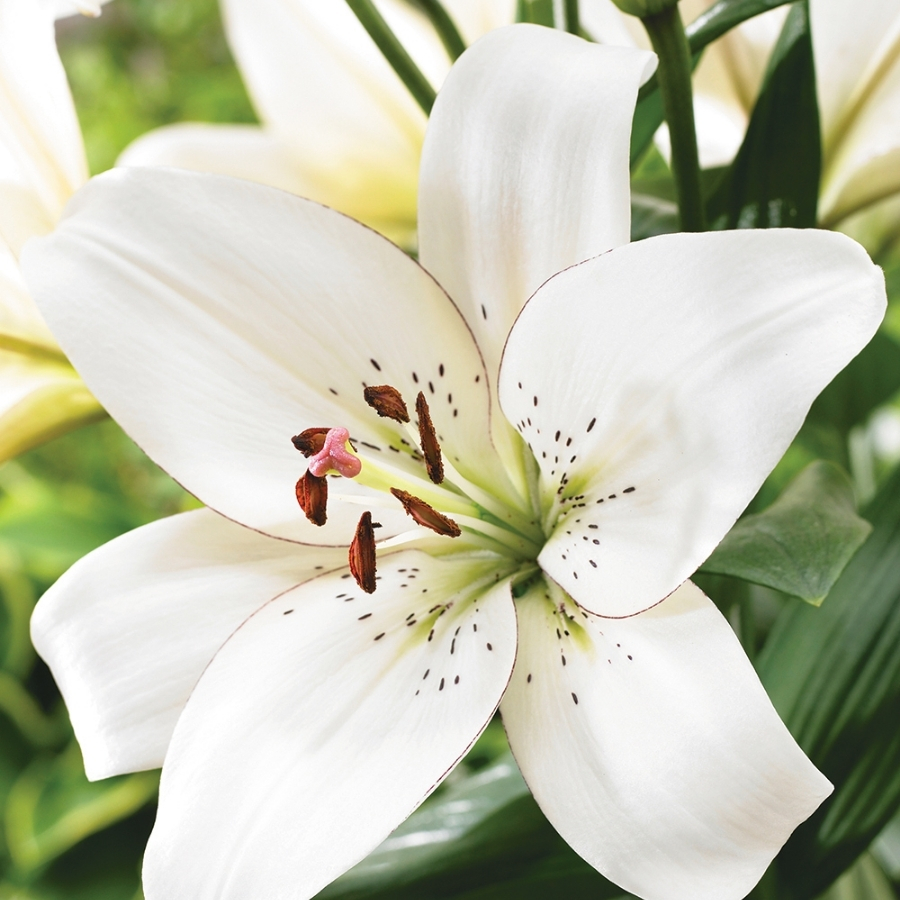 Лилия Айлайнер - Dolina-Sad.Ru