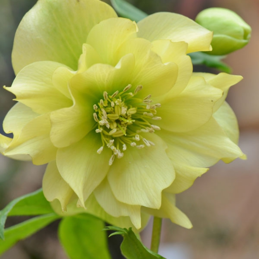 Морозник Дабл Еллоу Морозник Дабл Еллоу - Dolina-Sad.Ru