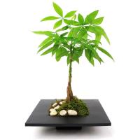 Пахира Пахира фото