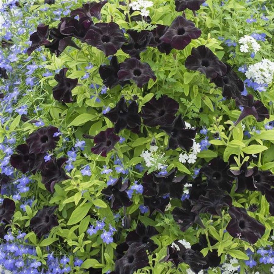 Петуния Патиа Блэк то Блэк - Dolina-Sad.Ru