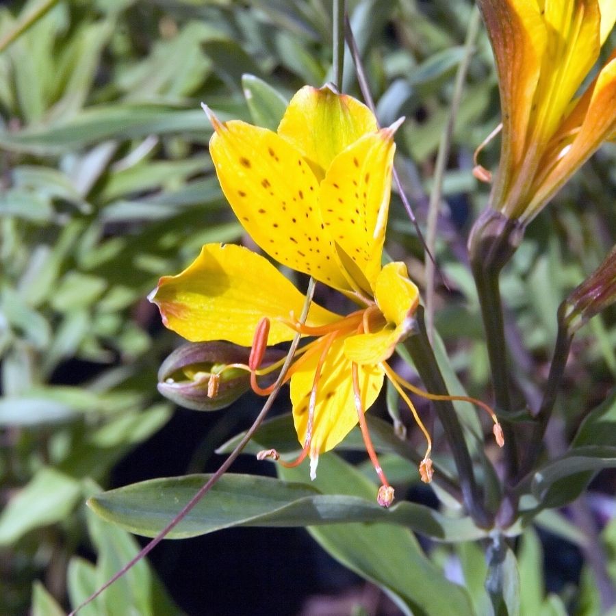 Альстромерия Глори оф зе Андес Альстромерия Глори оф зе Андес - Dolina-Sad.Ru