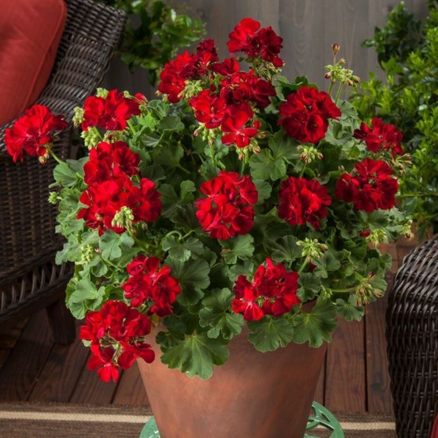 Пеларгония полуампельная Дарк Ред - Dolina-Sad.Ru