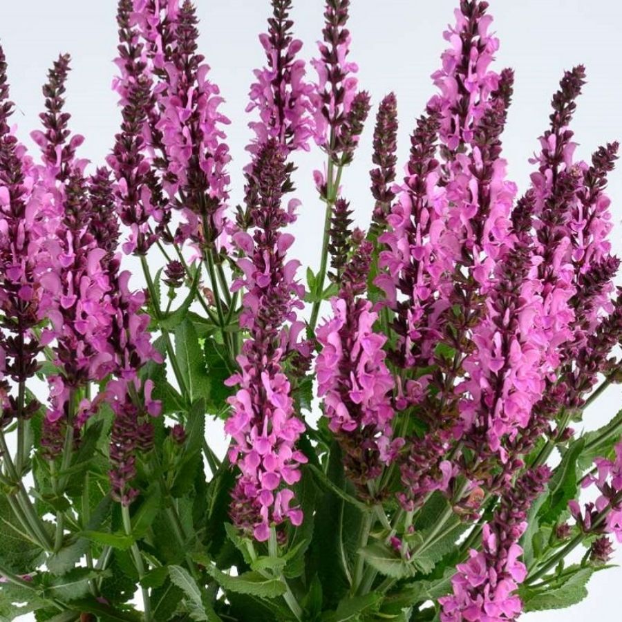 Шалфей Пинк Небула - Dolina-Sad.Ru