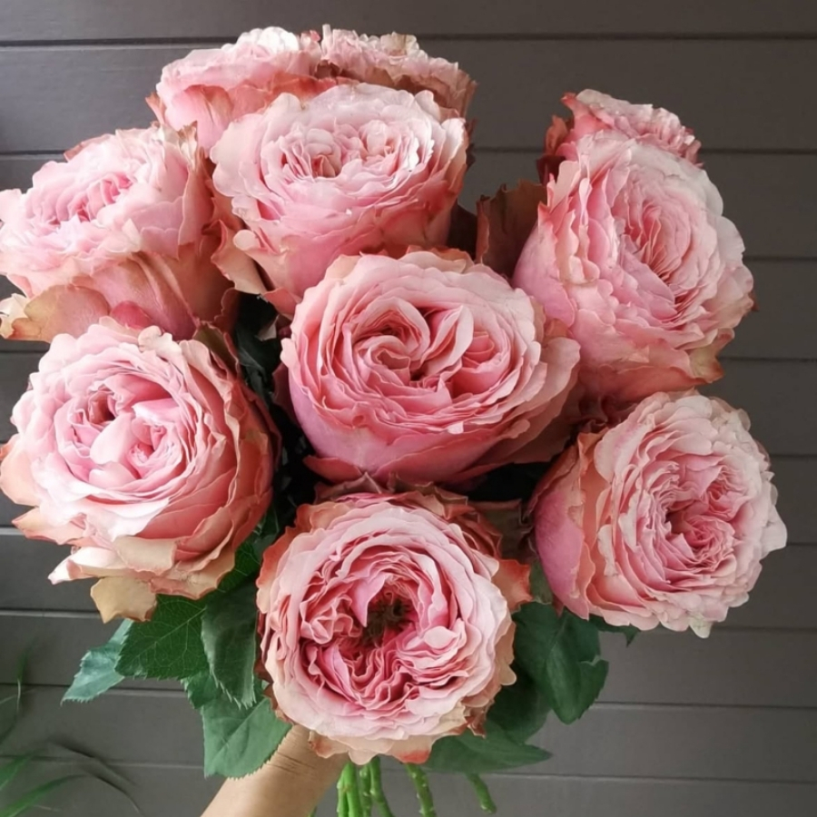 Роза Белиз - Dolina-Sad.Ru