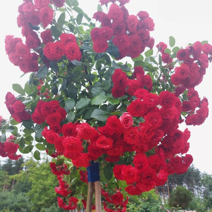 Роза штамбовая Скарлет - Dolina-Sad.Ru