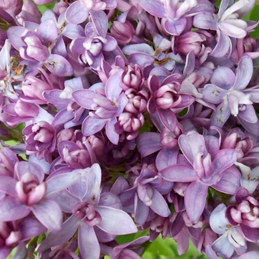 Сирень обыкновенная Надежда, С3 Сирень обыкновенная Надежда, С3 - Dolina-Sad.Ru