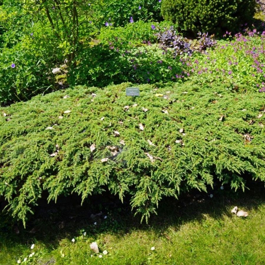 Можжевельник Гринмантл, С3 Можжевельник Гринмантл, С3 - Dolina-Sad.Ru