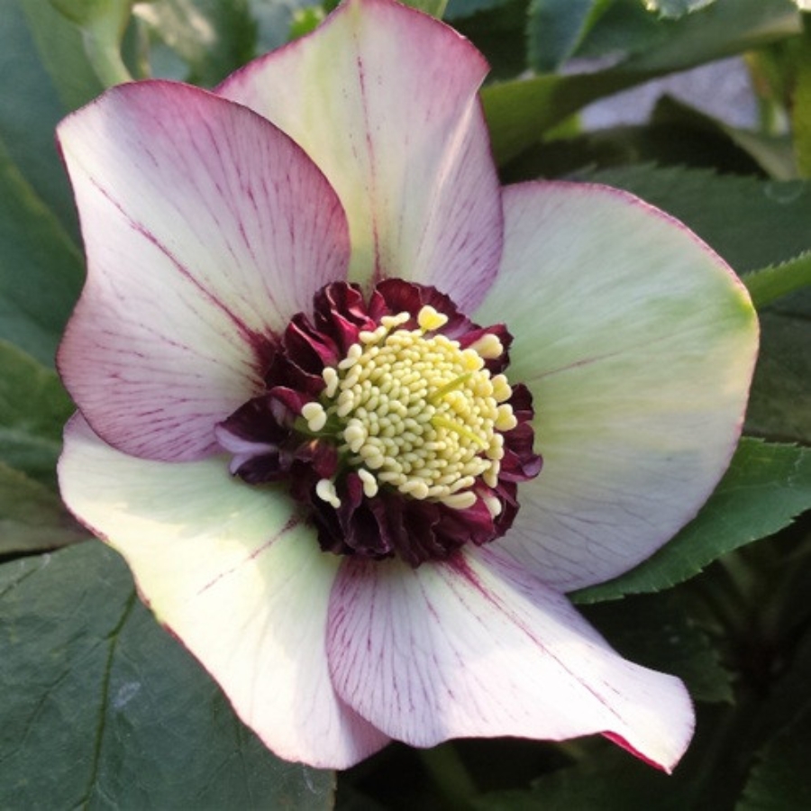 Морозник Анемон Пикоти Ред Морозник Анемон Пикоти Ред - Dolina-Sad.Ru