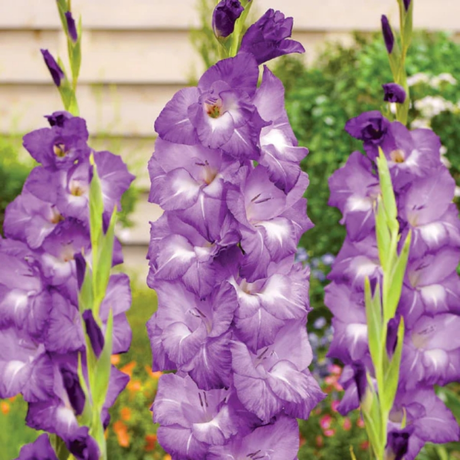 Гладиолус Нори - Dolina-Sad.Ru