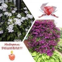 Набор Клематисов: Матка Седлиска+Варшавска Никэ Набор Клематисов: Матка Седлиска+Варшавска Никэ фото