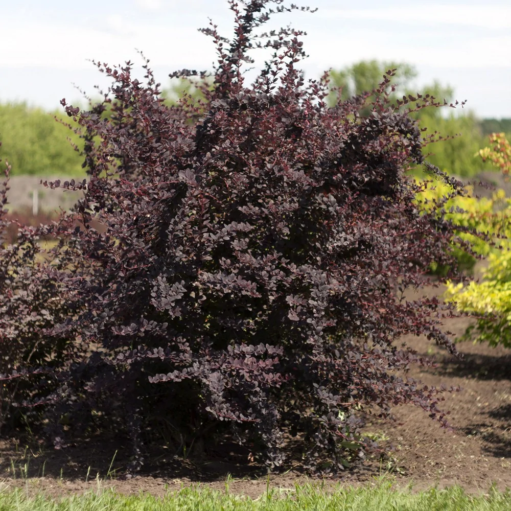 Барбарис оттавский Суперба, С3 - Dolina-Sad.Ru