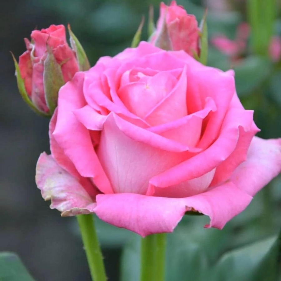 Роза Топаз Роза Топаз - Dolina-Sad.Ru