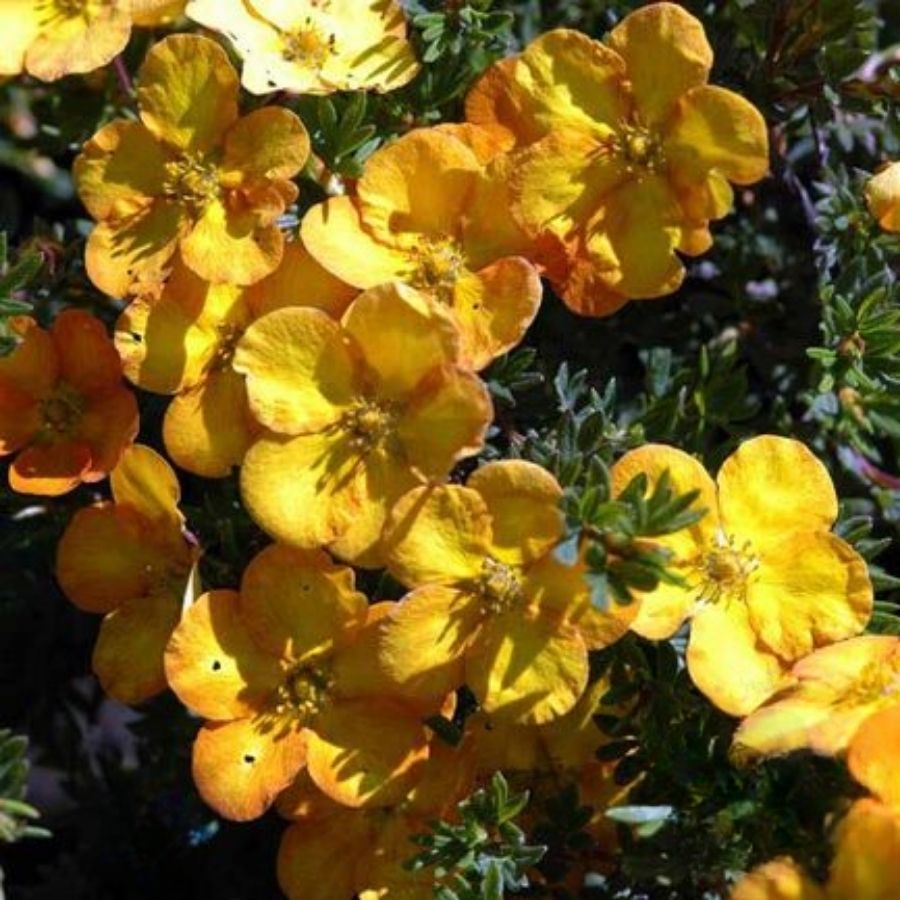 Лапчатка Аннет, С3 - Dolina-Sad.Ru