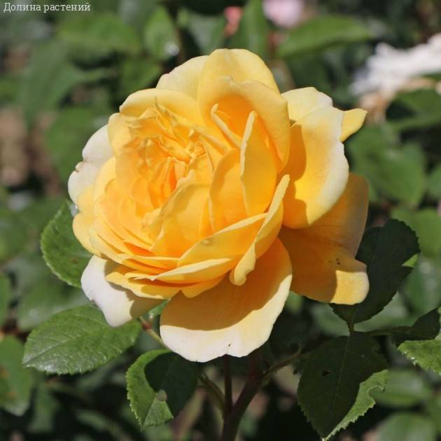 Роза Казино в горшке - Dolina-Sad.Ru