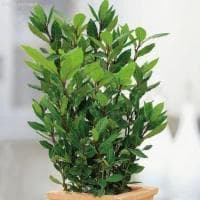 Лавр Благородный Лавр Благородный фото