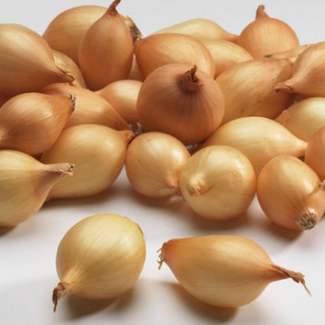 Лук-севок Коррадо (10-21мм) фото