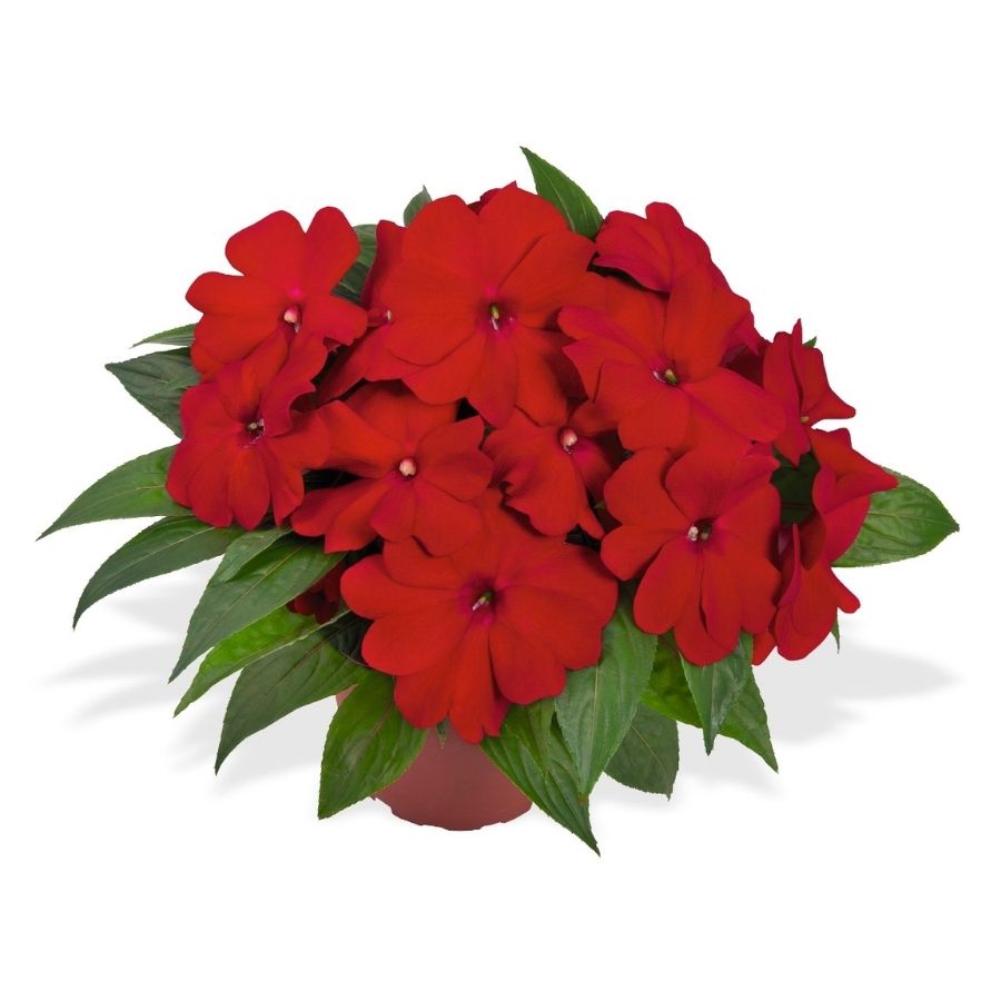 Бальзамин новогвинейский Магнум Дарк Ред - Dolina-Sad.Ru