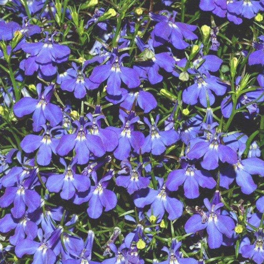 Лобелия Белла Азур - Dolina-Sad.Ru