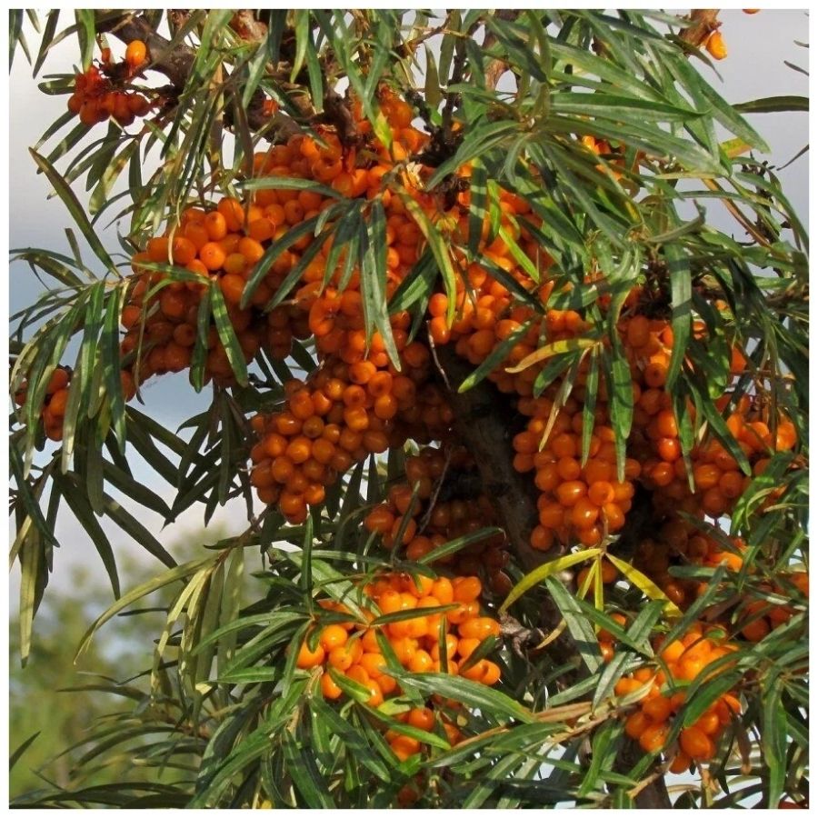 Облепиха крушиновидная Херго, С3 - Dolina-Sad.Ru