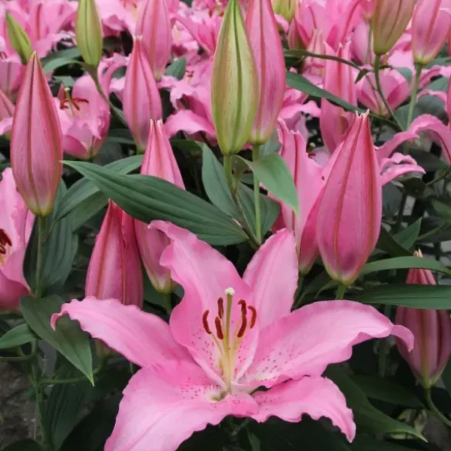 Лилия Катемака Лилия Катемака - Dolina-Sad.Ru