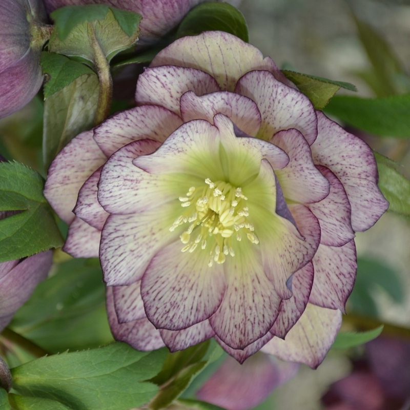 Морозник Дабл Визион Морозник Дабл Визион - Dolina-Sad.Ru