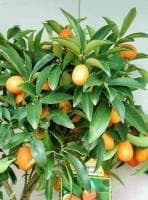 Кумкват (С плодами!) Кумкват (С плодами!) фото