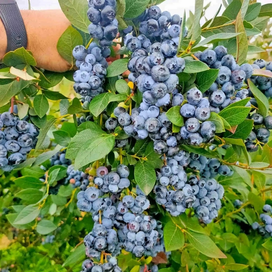 Голубика Аврора - Dolina-Sad.Ru