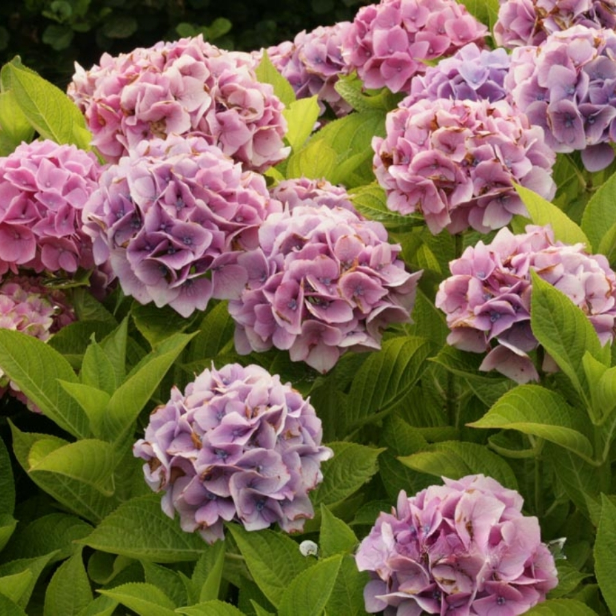 Гортензия крупнолистная Анконг Гортензия крупнолистная Анконг - Dolina-Sad.Ru