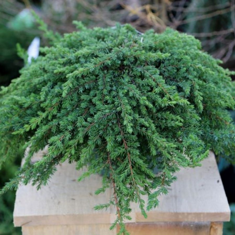 Можжевельник Гринмантл, С3 Можжевельник Гринмантл, С3 - Dolina-Sad.Ru