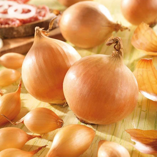 Лук-севок Коррадо (10-21мм) фото