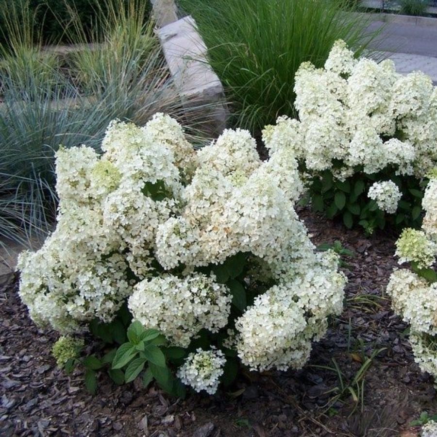 Гортензия метельчатая Бобо, С3 - Dolina-Sad.Ru