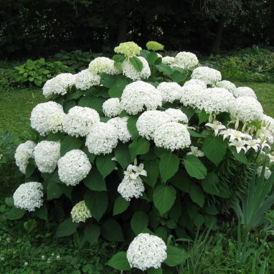 Гортензия древовидная Аннабель, С2 - Dolina-Sad.Ru