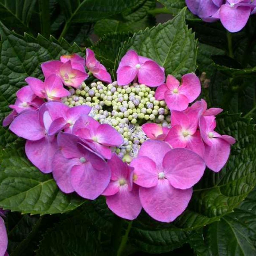 Гортензия крупнолистная Фазан, С2 - Dolina-Sad.Ru