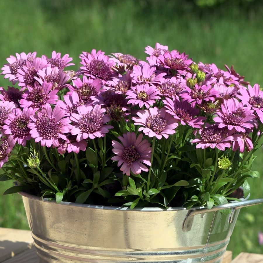 Остеоспермум 3Д Дип Пинк - Dolina-Sad.Ru