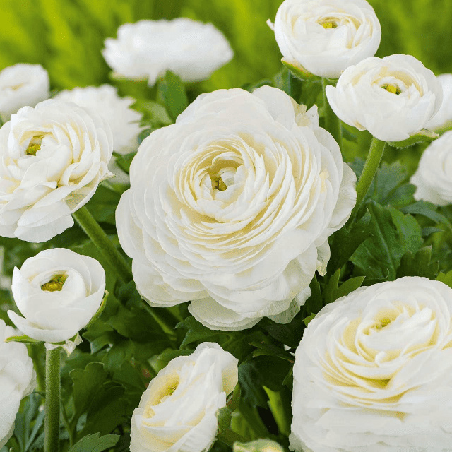 Ранункулюс Вайт Ранункулюс Вайт фото