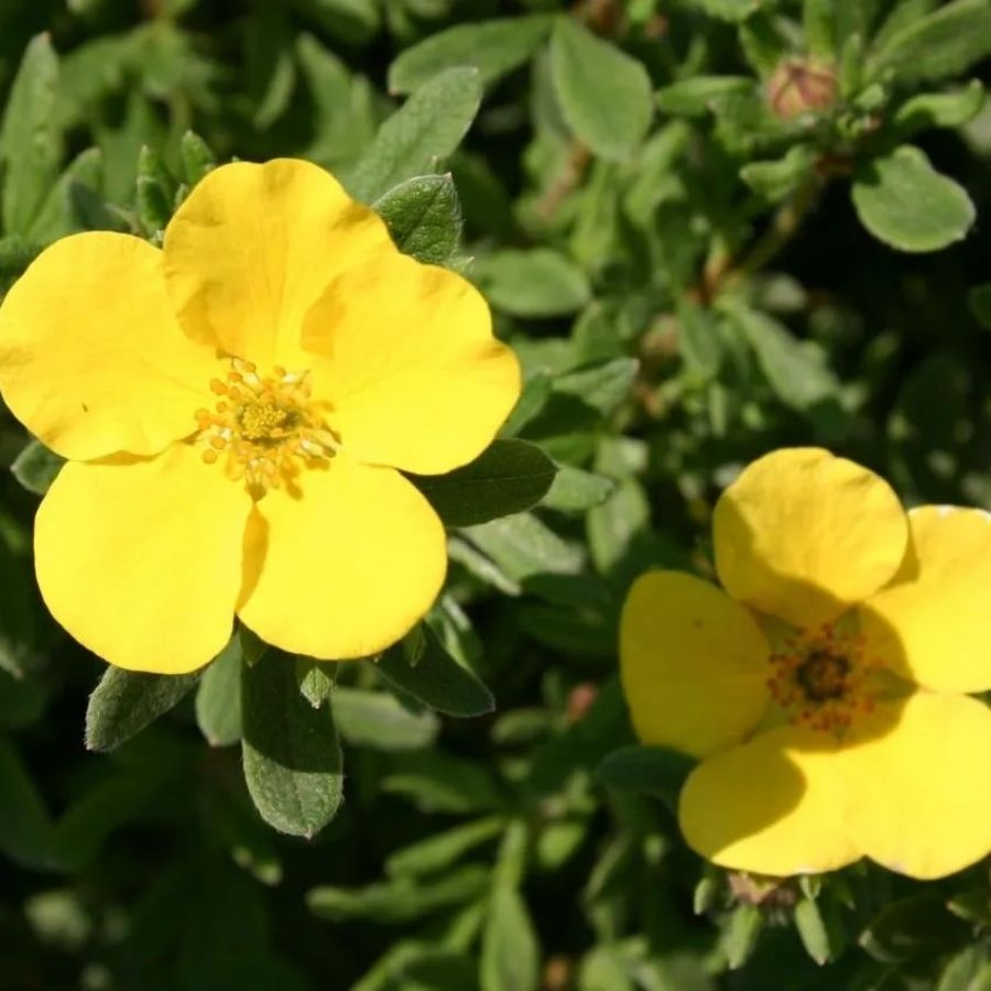 Лапчатка кустарниковая Саммерфлор, С3 - Dolina-Sad.Ru