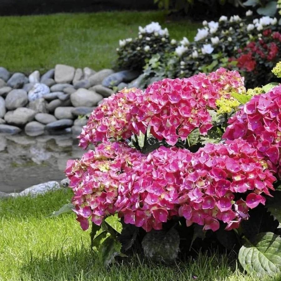 Гортензия крупнолистная Флейм Хот Пинк, С2 Гортензия крупнолистная Флейм Хот Пинк, С2 - Dolina-Sad.Ru